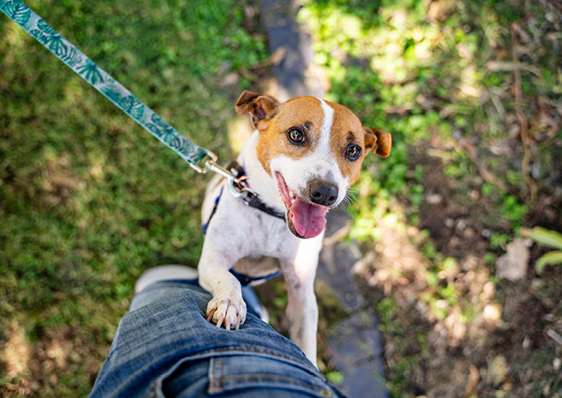 Squeak the dog.